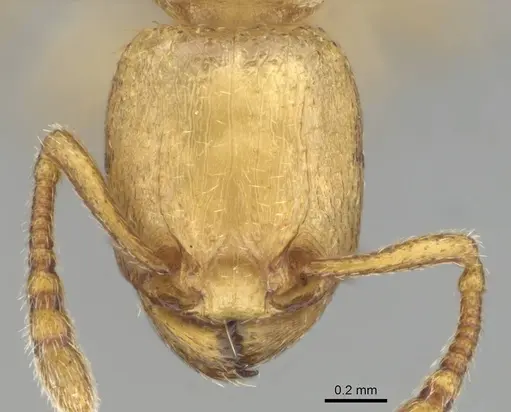 Tetramorium traegaordhi specimen CASENT0257072 image casent0257072_2