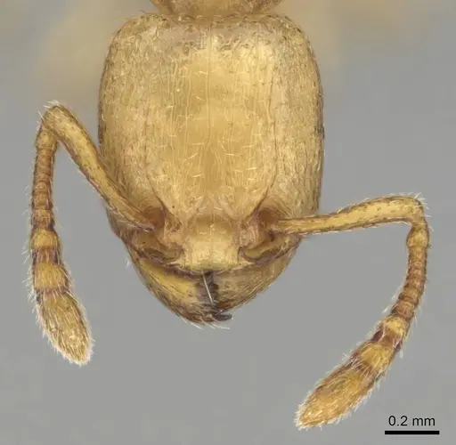 Tetramorium traegaordhi specimen CASENT0257072 image casent0257072_3