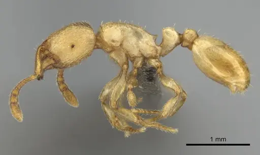 Tetramorium traegaordhi specimen CASENT0257072 image casent0257072_4