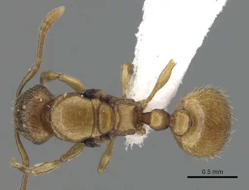 Tetramorium traegaordhi specimen CASENT0316952 image casent0316952_1