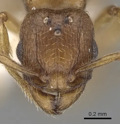 Tetramorium traegaordhi specimen CASENT0316952 image casent0316952_2