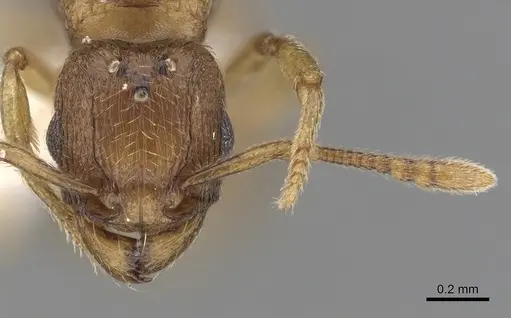 Tetramorium traegaordhi specimen CASENT0316952 image casent0316952_3