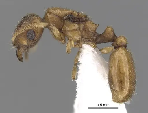 Tetramorium traegaordhi specimen CASENT0316952 image casent0316952_4