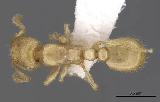 Tetramorium traegaordhi specimen CASENT0316953 image casent0316953_1