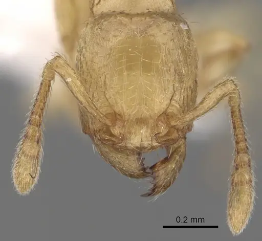 Tetramorium traegaordhi specimen CASENT0316953 image casent0316953_2