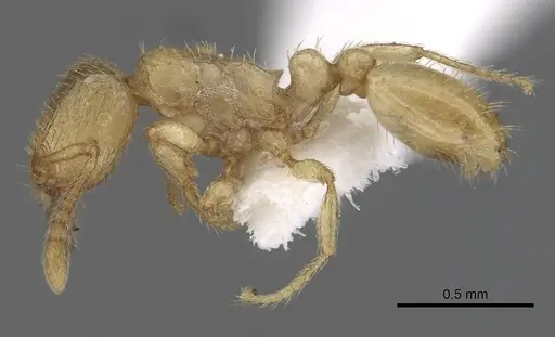 Tetramorium traegaordhi specimen CASENT0316953 image casent0316953_3