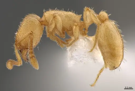 Tetramorium traegaordhi specimen CASENT0898004 image casent0898004_1