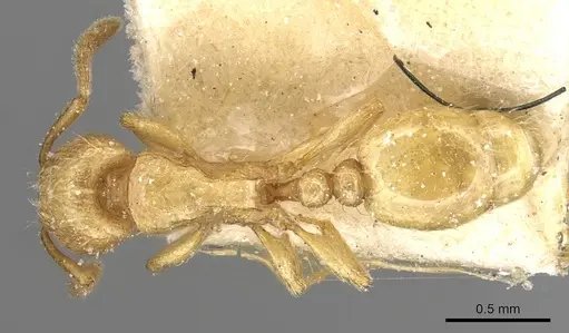 Tetramorium traegaordhi specimen CASENT0915087 image casent0915087_1