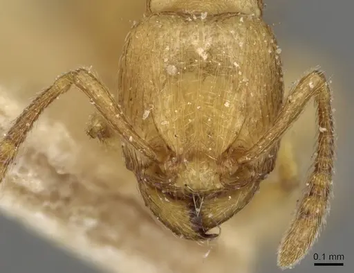 Tetramorium traegaordhi specimen CASENT0915087 image casent0915087_2