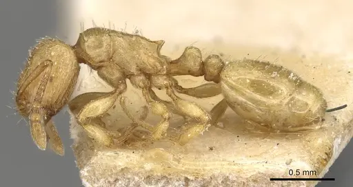 Tetramorium traegaordhi specimen CASENT0915087 image casent0915087_3
