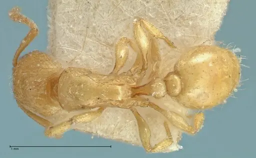 Tetramorium traegaordhi specimen FOCOL2089 image focol2089_1