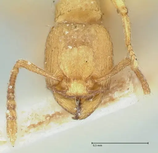 Tetramorium traegaordhi specimen FOCOL2089 image focol2089_2