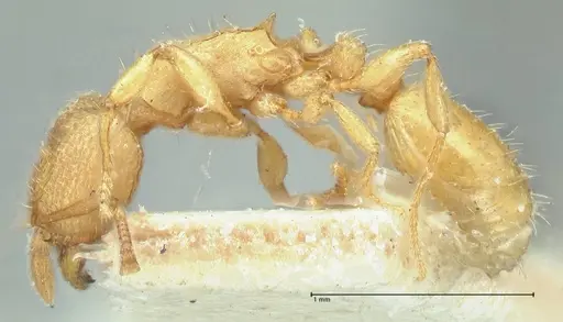Tetramorium traegaordhi specimen FOCOL2089 image focol2089_3