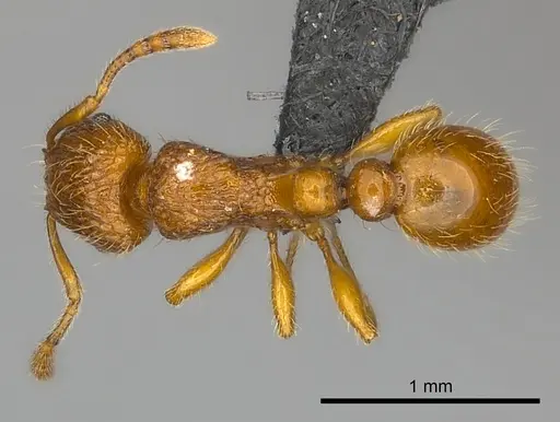 Tetramorium trafo specimen CASENT0041076 image casent0041076_1