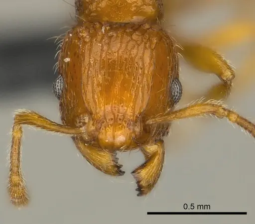 Tetramorium trafo specimen CASENT0041076 image casent0041076_2