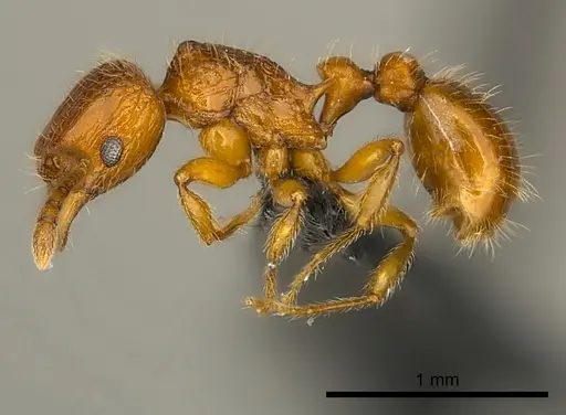 Tetramorium trafo specimen CASENT0041076 image casent0041076_3