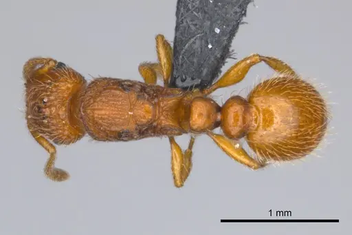 Tetramorium trafo specimen CASENT0041077 image casent0041077_1