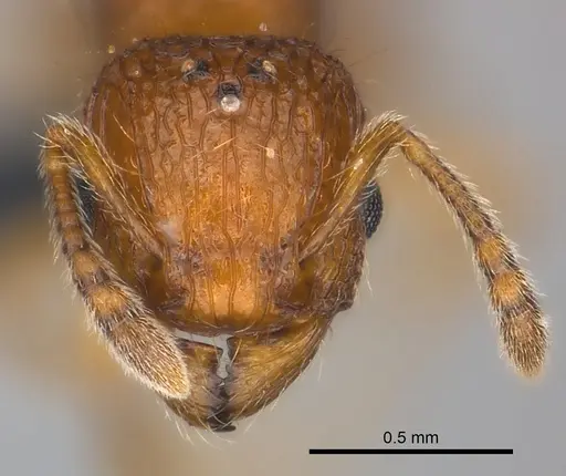 Tetramorium trafo specimen CASENT0041077 image casent0041077_2