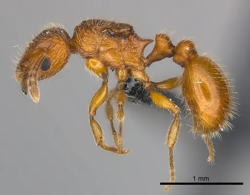 Tetramorium trafo specimen CASENT0041077 image casent0041077_3