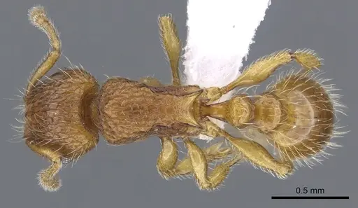 Tetramorium trafo specimen CASENT0404104 image casent0404104_1