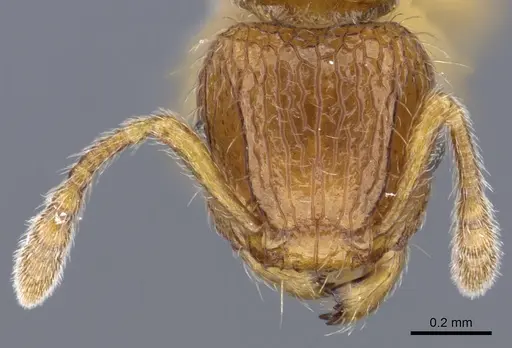 Tetramorium trafo specimen CASENT0404104 image casent0404104_2