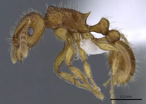 Tetramorium trafo specimen CASENT0404104 image casent0404104_3
