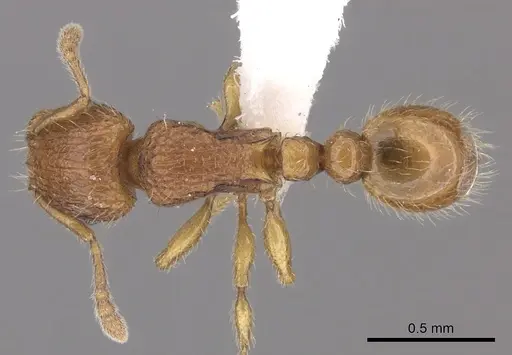 Tetramorium trafo specimen CASENT0404115 image casent0404115_1