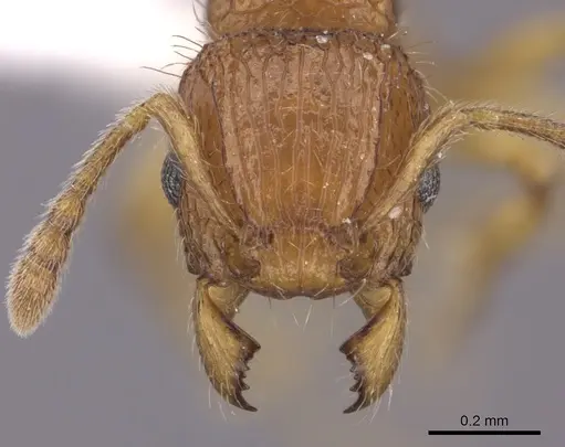 Tetramorium trafo specimen CASENT0404115 image casent0404115_2