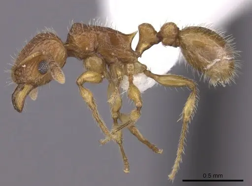 Tetramorium trafo specimen CASENT0404115 image casent0404115_3