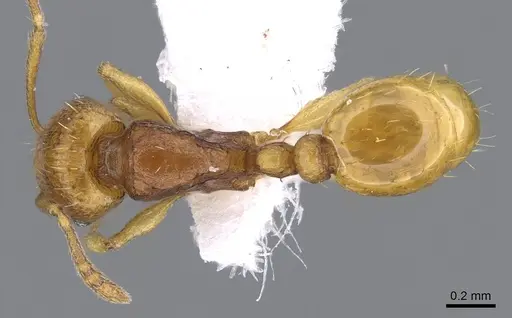 Tetramorium transformans specimen CASENT0746629 image casent0746629_1