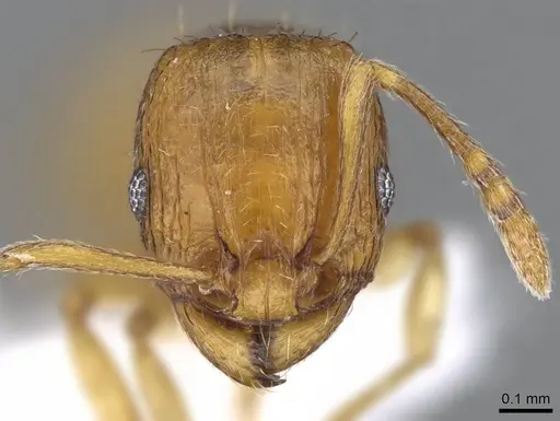 Tetramorium transformans specimen CASENT0746629 image casent0746629_2