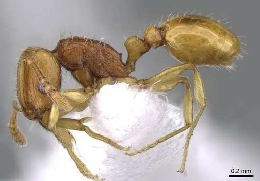 Tetramorium transformans specimen CASENT0746629 image casent0746629_3