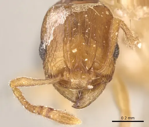 Tetramorium transformans specimen CASENT0906135 image casent0906135_1