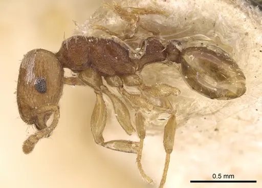 Tetramorium transformans specimen CASENT0906135 image casent0906135_2