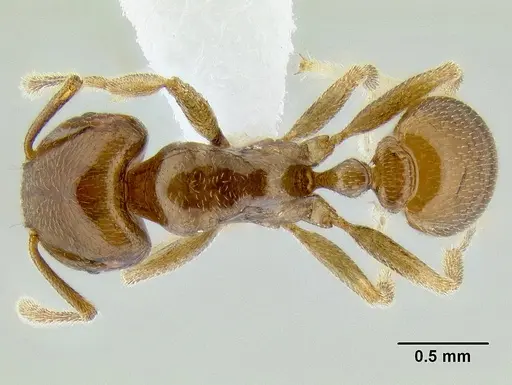 Tetramorium transversinode specimen CASENT0106251 image casent0106251_1