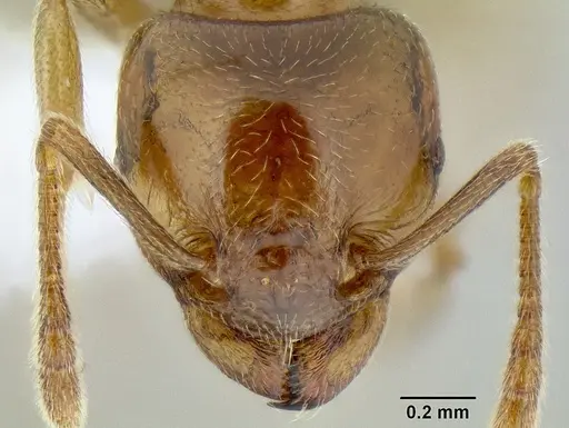 Tetramorium transversinode specimen CASENT0106251 image casent0106251_2
