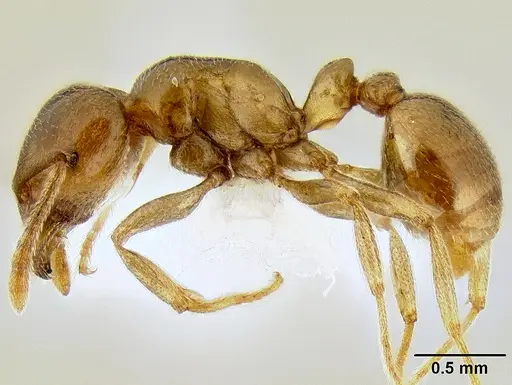 Tetramorium transversinode specimen CASENT0106251 image casent0106251_3