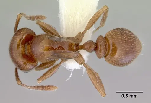 Tetramorium transversinode specimen CASENT0172462 image casent0172462_1