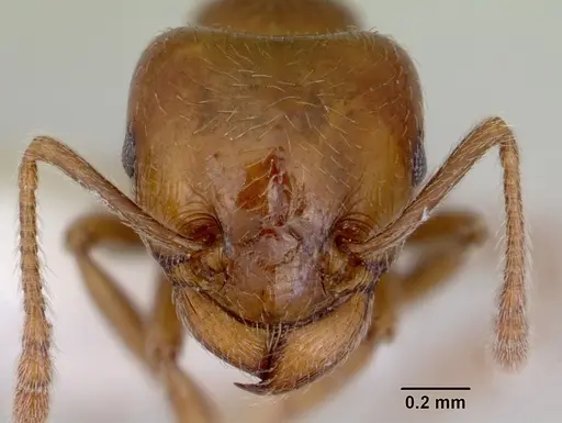 Tetramorium transversinode specimen CASENT0172462 image casent0172462_2