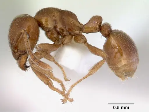 Tetramorium transversinode specimen CASENT0172462 image casent0172462_3