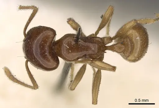 Tetramorium transversinode specimen CASENT0901026 image casent0901026_1