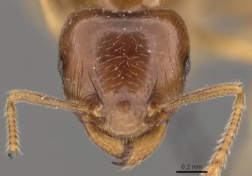 Tetramorium transversinode specimen CASENT0901026 image casent0901026_2
