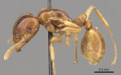 Tetramorium transversinode specimen CASENT0901026 image casent0901026_3