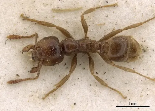 Tetramorium transversinode specimen CASENT0901027 image casent0901027_1