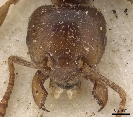 Tetramorium transversinode specimen CASENT0901027 image casent0901027_2