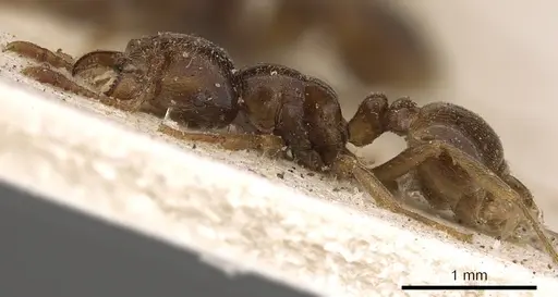 Tetramorium transversinode specimen CASENT0901027 image casent0901027_3