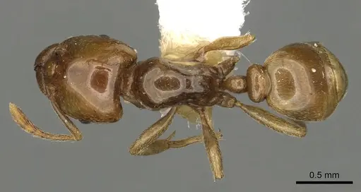 Tetramorium transversinode specimen CASENT0901028 image casent0901028_1