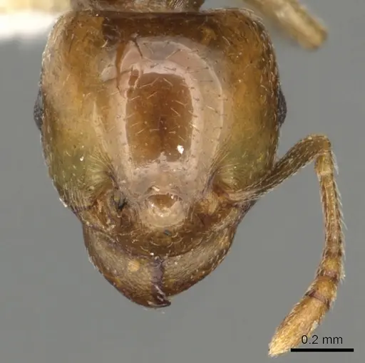 Tetramorium transversinode specimen CASENT0901028 image casent0901028_2