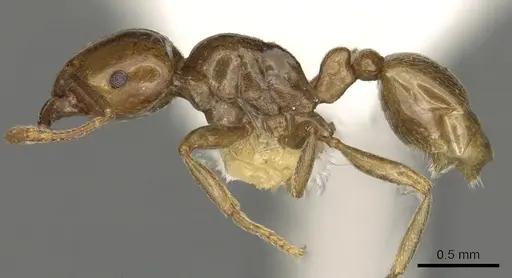 Tetramorium transversinode specimen CASENT0901028 image casent0901028_3