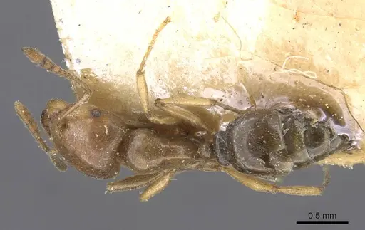 Tetramorium transversinode specimen CASENT0909202 image casent0909202_1